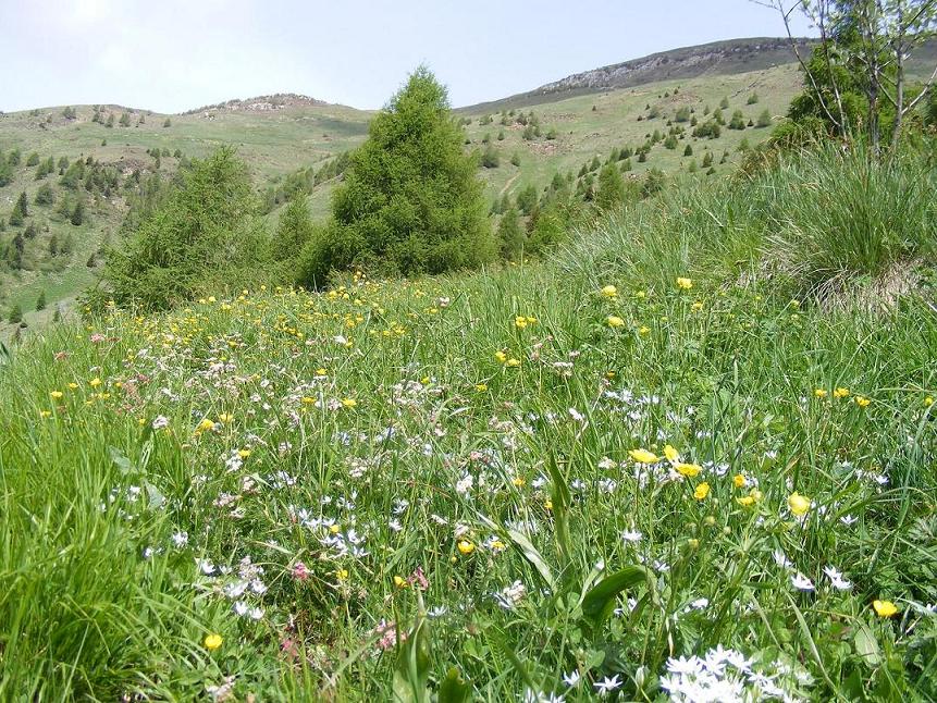 La Regione del Bello: la fioritura di giugno